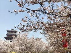 -古柏渡丰乐樱花园