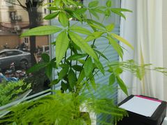 -Andrew指甲专科灰指甲·甲沟炎矫正·3D步态矫形鞋垫定制(上海法华镇路旗舰店)