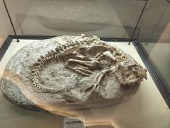 -辽宁古生物博物馆