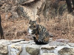 -北京西山国家森林公园