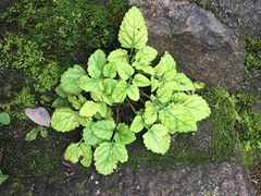 -宁波五龙潭景区