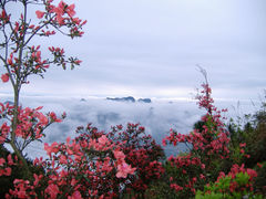 -王顺山国家森林公园