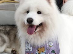 -星多哈·狗咖·拼豆·咖啡