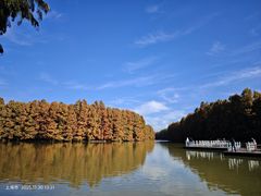 -上海海湾国家森林公园