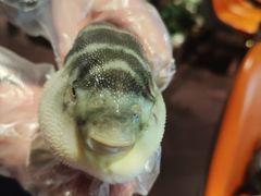 -肆月河豚·淮扬菜·湘菜(华天店)