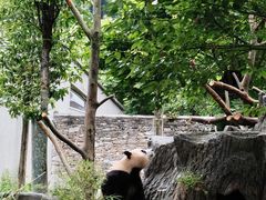 -卧龙中华大熊猫苑神树坪基地