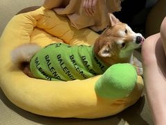 -逗柴咖啡屋·狗咖猫咖宠物桌游