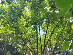 -秋果四合院酒店(北京王府井协和医院店)