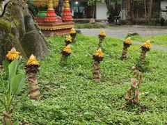 -瑞丽独树成林风景区