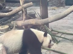 -黔灵山公园