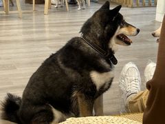 -柴迷FANS CLUB·柴犬狗咖·猫咖