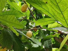 -歌斐颂巧克力小镇