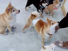 -柴犬小屋·柴餐厅·狗咖食堂(金鼎广场店)