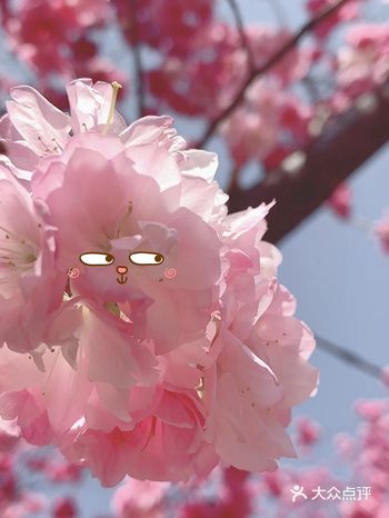 人间最美人月天，春暖花开，樱花海棠花梨花…等百花齐放