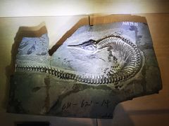 -安徽省地质博物馆