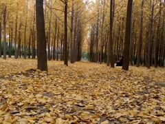 android_upload_pic-汉景帝阳陵博物院