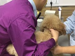 -爱侣宠医·鹦鹉专科·小型哺乳类·异宠专科(灵石路店)