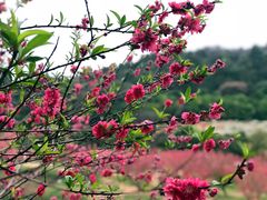 -南国桃园旅游度假区