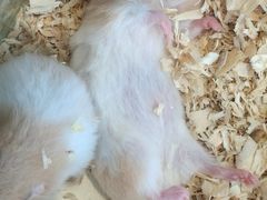 -怪兽屋·羊驼·猫咖·狗咖(俊华广场店)