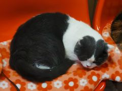 -猫咪博物馆(顶澳仔猫街店)