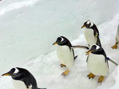 -广州热雪奇迹
