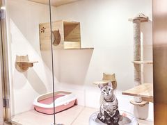 猫咪寄养房间-Double Rui宠物酒店