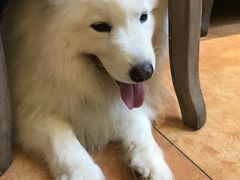 -more than meow吴止猫主题餐厅(承德 中船汇店)