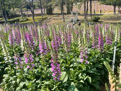 -松山湖梦幻百花洲