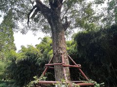 -习家池