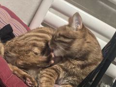 -瑞派·关忠动物医院·猫专科·犬专科(三环新城店)