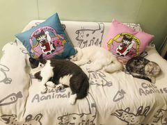 -猫音日语留学培训