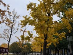 -大望京公园