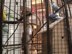 -深圳东部华侨城茵特拉根酒店