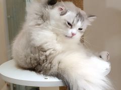 -猫域·湾主题猫咖·宠物吧(南坪城市广场店)