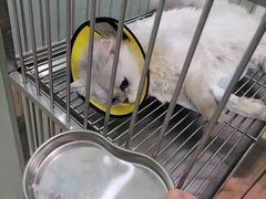 -福懋动物医院·犬猫全科·外科·重症科(杏林分院)
