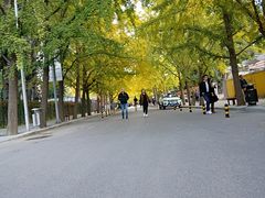 -三里屯东五街银杏大道