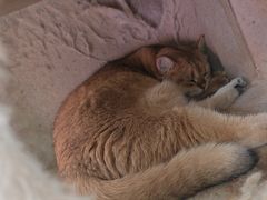 -藏猫猫咖啡主题馆(中央大道店)