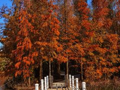 -上海海湾国家森林公园