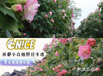 十陵小众拍照打卡地，青龙湖的芙蓉花开了