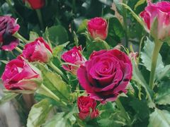 -谷莠子花艺·气球派对·绿植造景·花艺沙龙(金光华广场店)