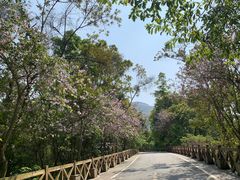 -广州市流溪河国家森林公园