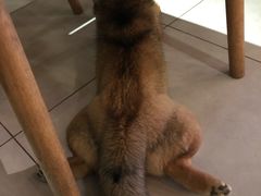 -柴务处·柴犬主题狗咖