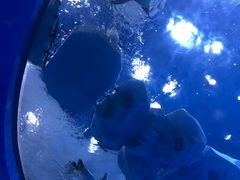-上海海昌海洋公园