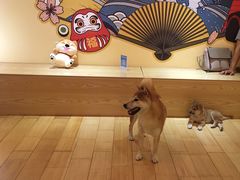 -喜柴咖啡·柴犬狗咖