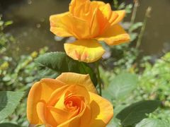 -大妙火锅·非物质文化遗产(东湖公园店)