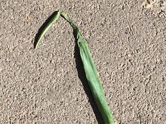 -老磁器口豆汁店(马家堡店)