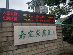 -嘉定紫藤园