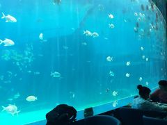 -瑞德姆美人鱼海底演艺主题餐厅(亚龙湾店)