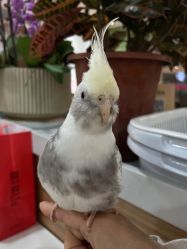 -Moni星球萌宠·小马宝莉·灵蛇·高端高阶全萌宠互动体验俱乐部(红豆国际广场店)