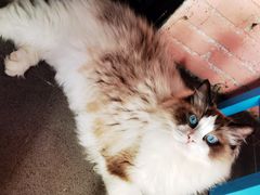 -喵屿·大理花园猫咖